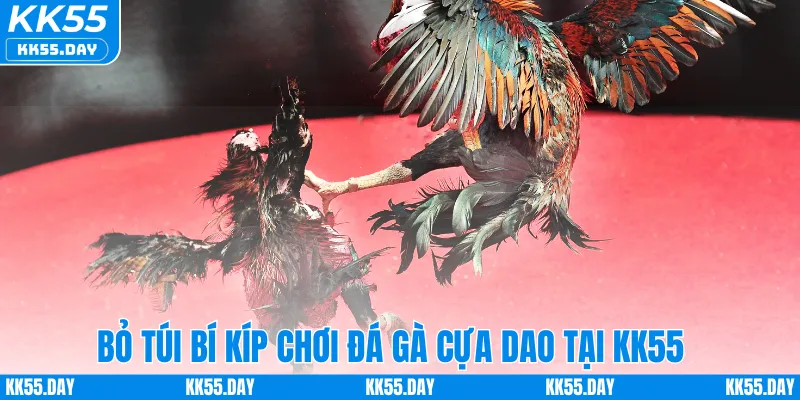 Đá Gà Cựa Dao Thomo – Tham Gia Trận Đấu Kịch Tính Tại KK55 5 Bỏ túi bí kíp chơi đá gà cựa dao tại KK55