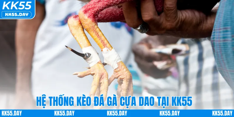 Đá Gà Cựa Dao Thomo – Tham Gia Trận Đấu Kịch Tính Tại KK55 4 Hệ thống kèo đá gà cựa dao tại KK55