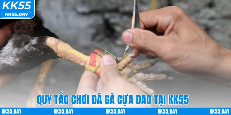 Đá Gà Cựa Dao Thomo – Tham Gia Trận Đấu Kịch Tính Tại KK55 3 Quy tắc chơi đá gà cựa dao tại KK55