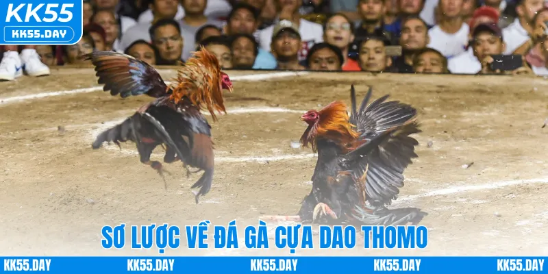 Đá Gà Cựa Dao Thomo – Tham Gia Trận Đấu Kịch Tính Tại KK55 2 Sơ lược về đá gà cựa dao Thomo